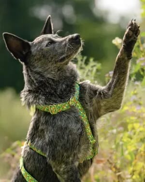 Dog Wearing a Harness