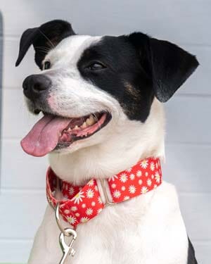 Striped Comfort Martingale